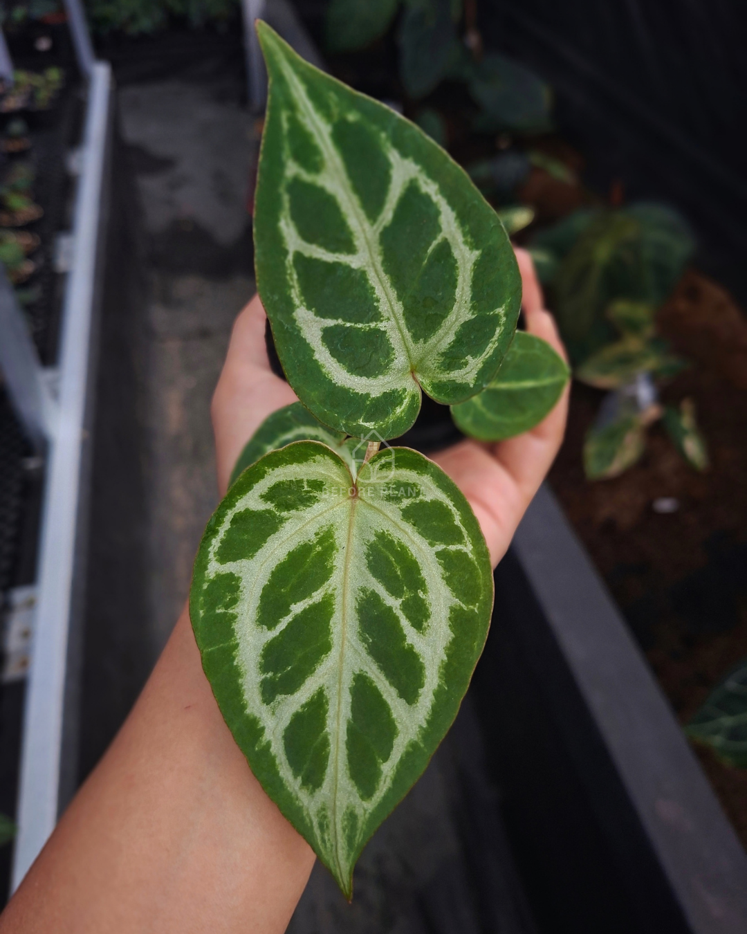 Anthurium Silver Butterfly x Red Tiger