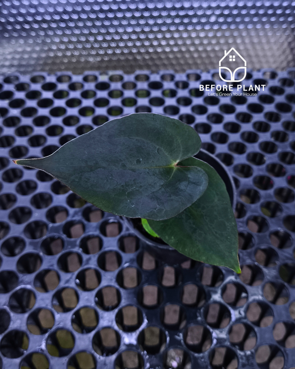 Anthurium Black Venom x Red Vein Dark Phoenix ( RVDP )