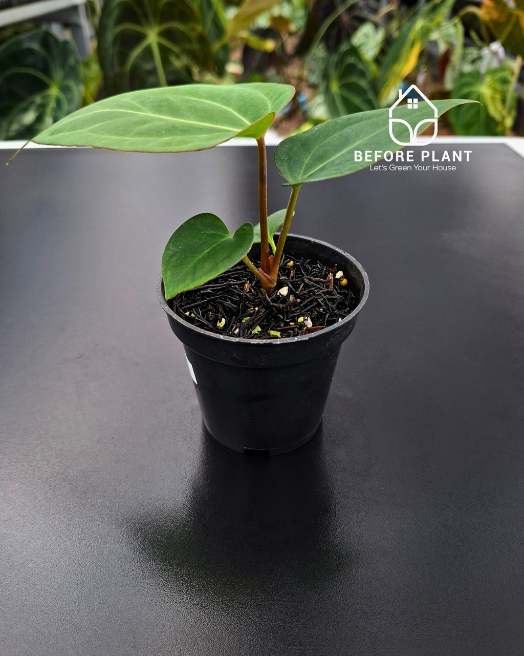 Anthurium Carla x Golden Sunrise RVDP
