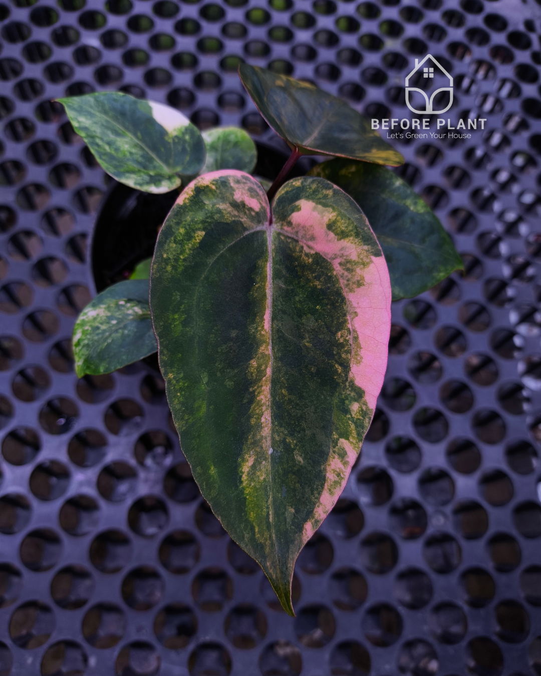 Anthurium Black Venom x Twilight Armor