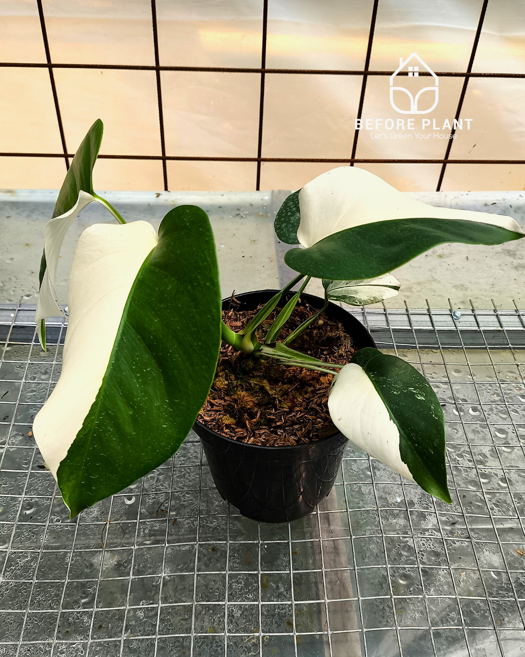 Monstera Borsigiana Variegated