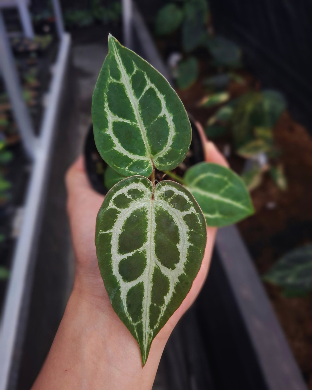 Anthurium Silver Butterfly x Red Tiger