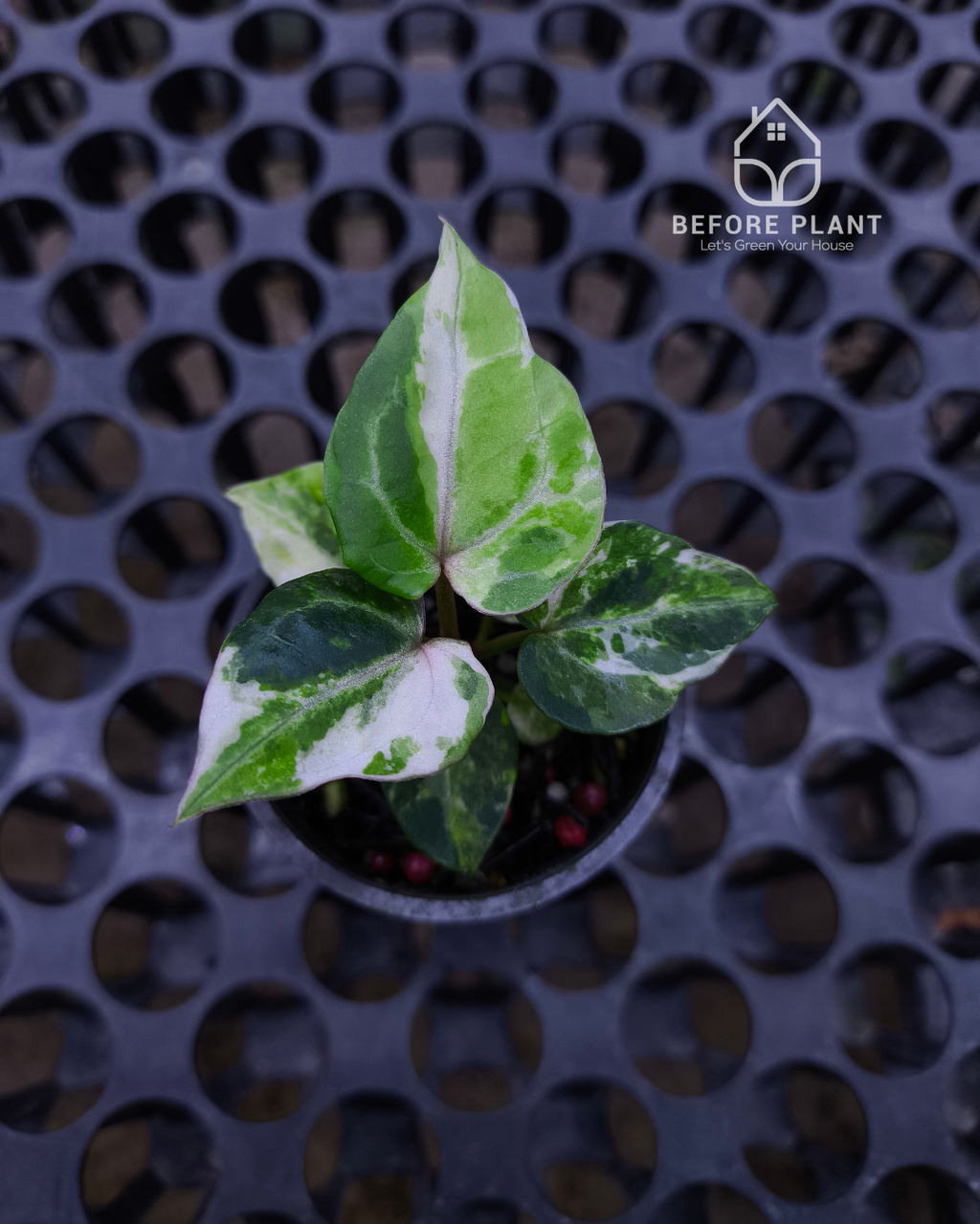 Anthurium Michelle x Silver Blush KOS/HU