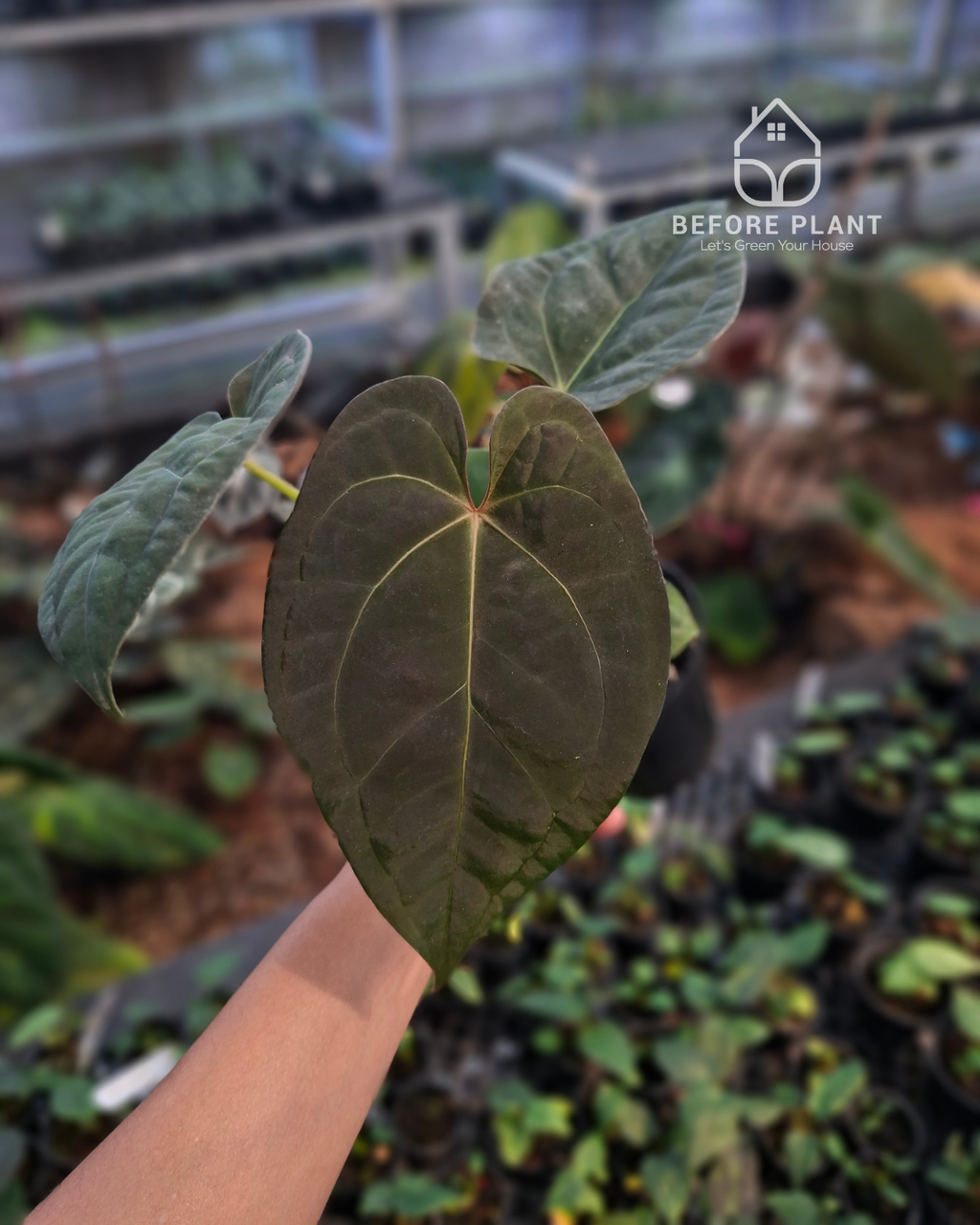 Anthurium Night Queen x Zara Michelle