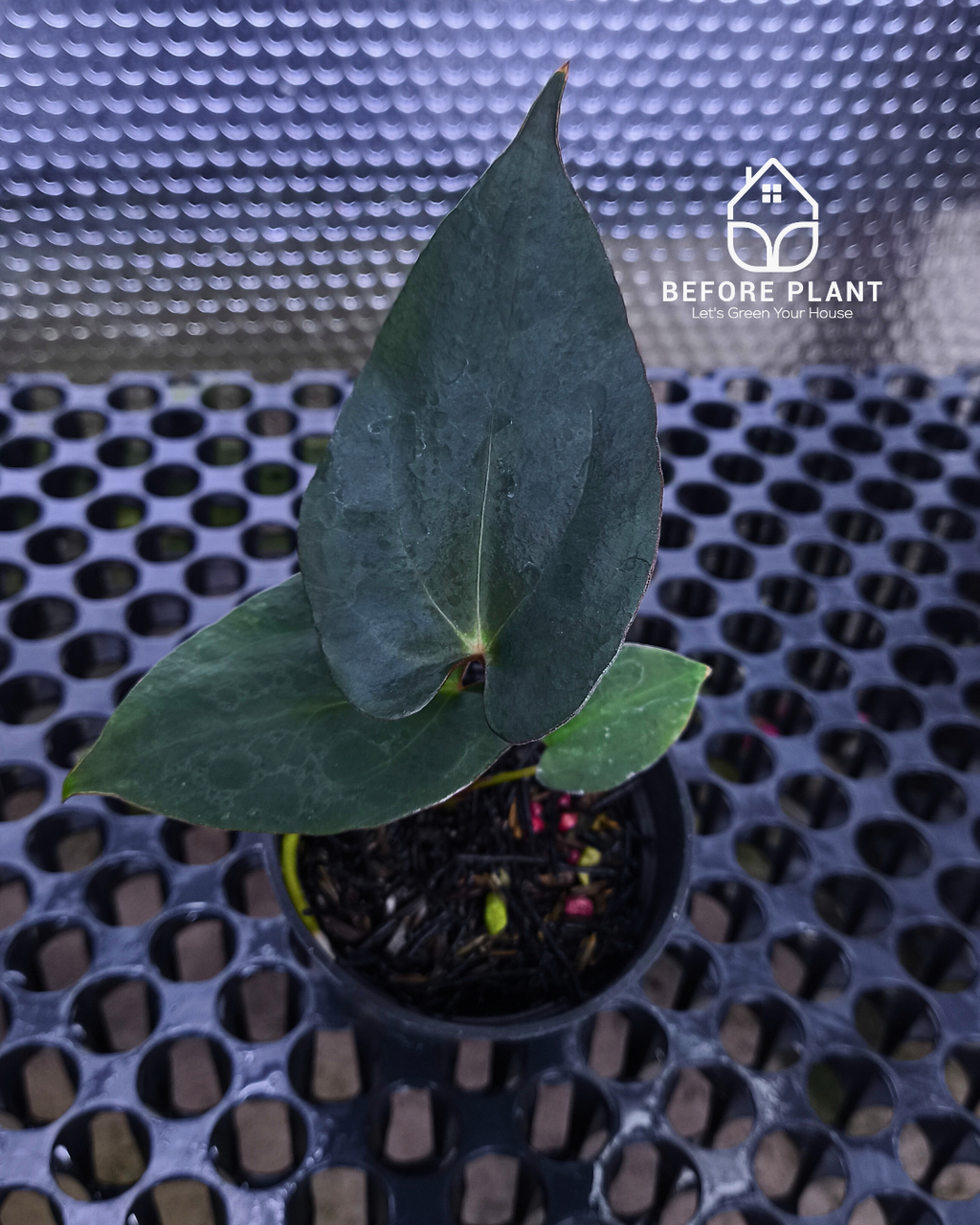 Anthurium Black Venom x Red Vein Dark Phoenix ( RVDP )