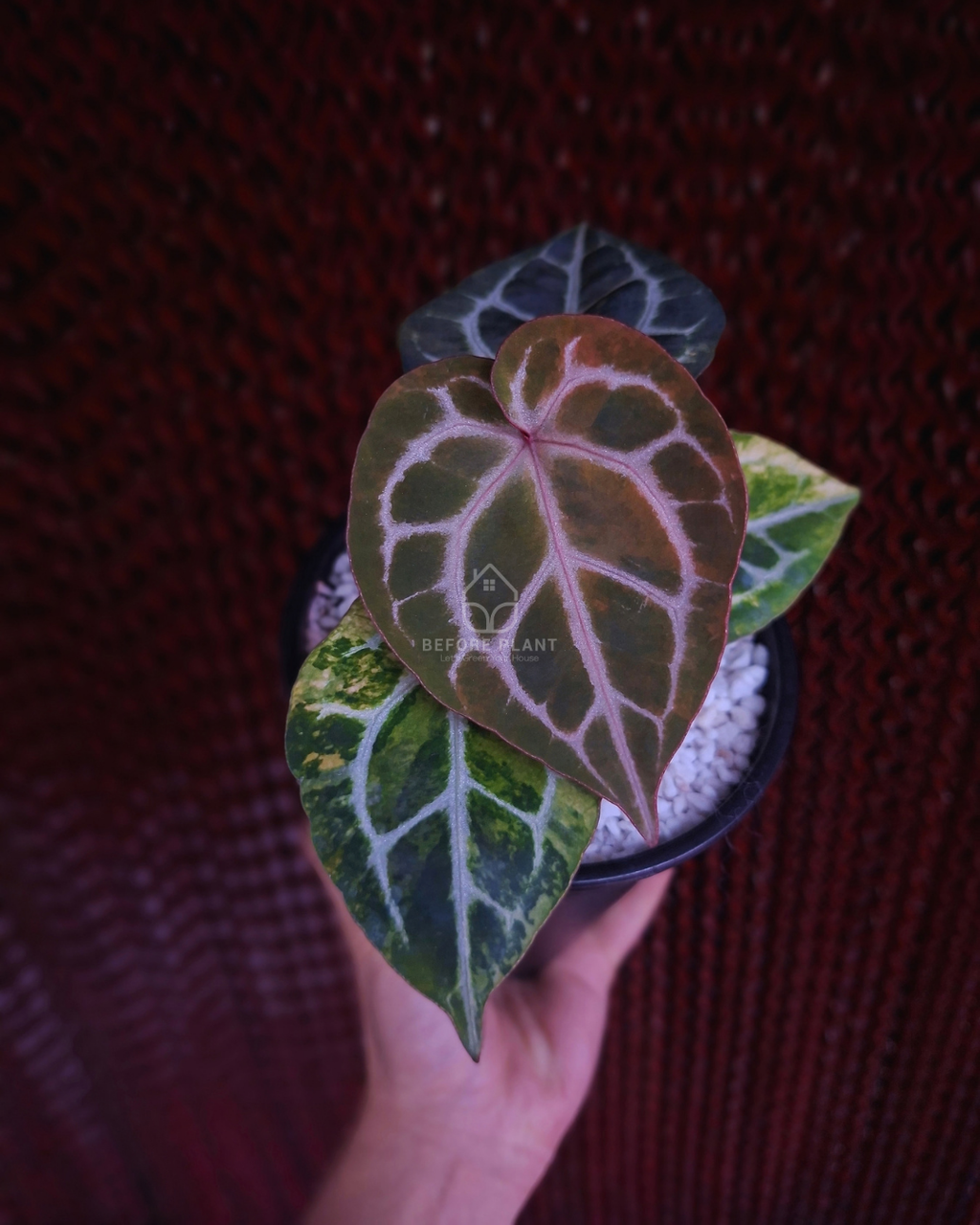 Anthurium Michelle x Silver Blush KOS/HU ( Variegated Form )