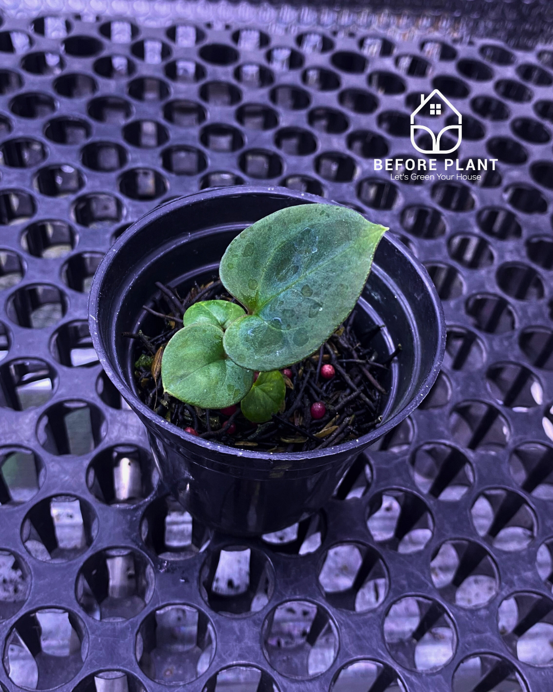 Anthurium King of Spades (HU) Seedling