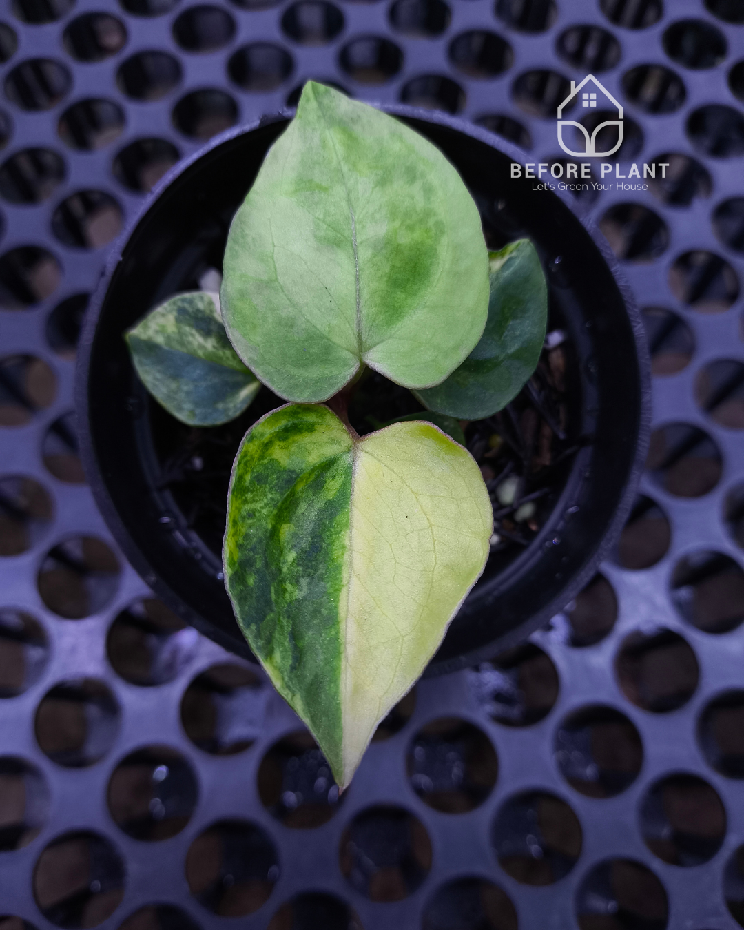 Anthurium Black Venom x RVC Michelle