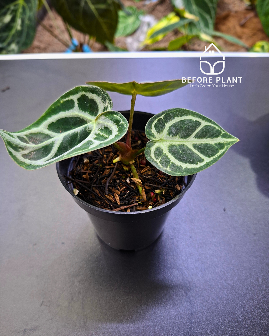 Anthurium Dorayaki x Red Tiger