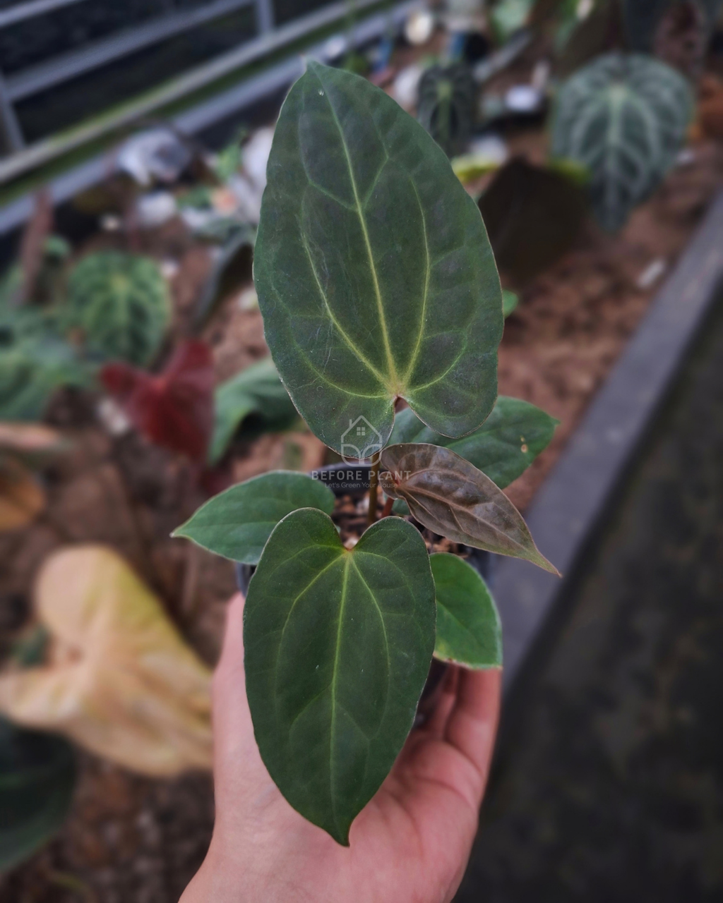 Anthurium Indigo x Papi Var AOS Tezula
