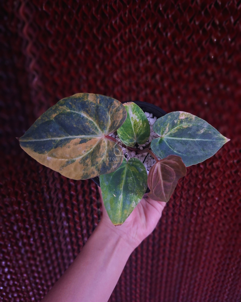 Anthurium Black Venom x Angela Black Widow ( Variegated Form )