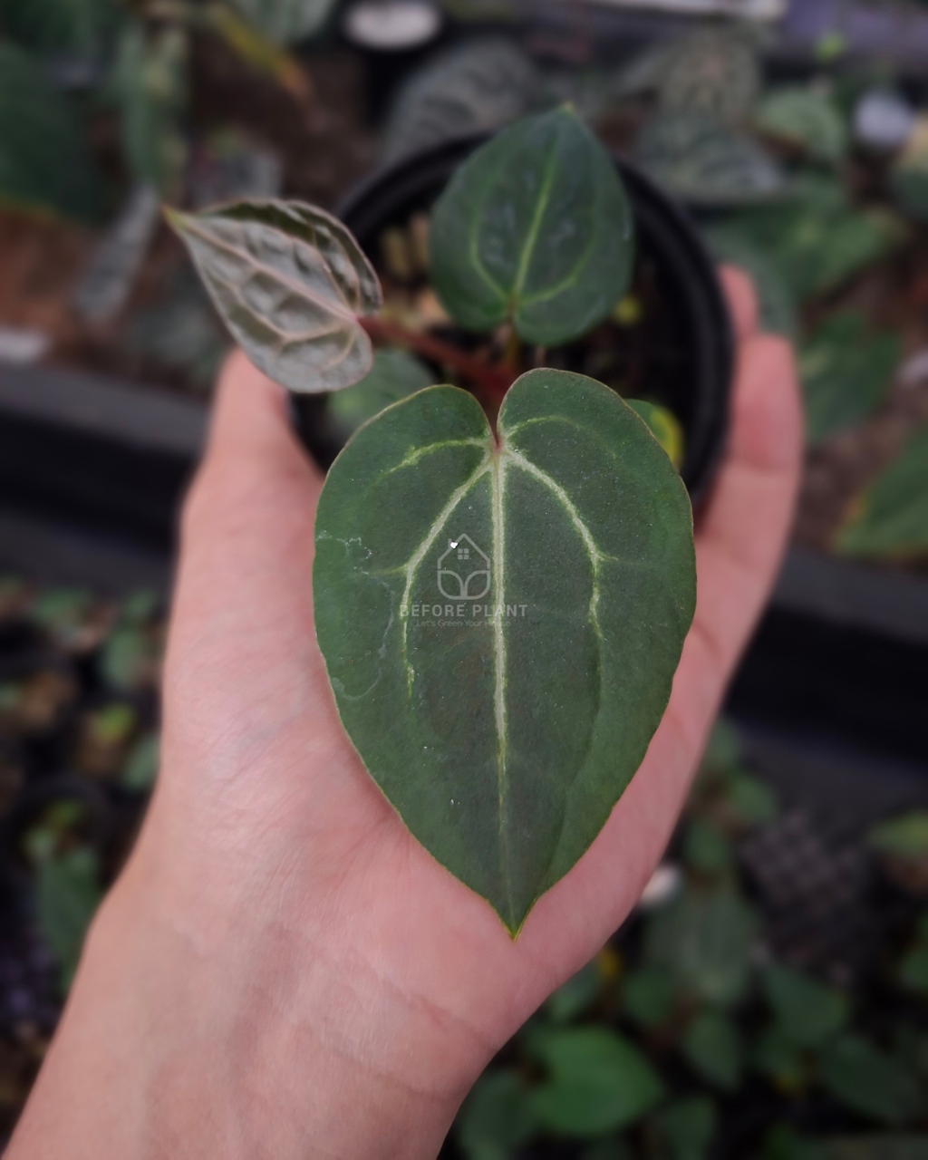 Anthurium Carla Porti NSE x Michelle Variegated