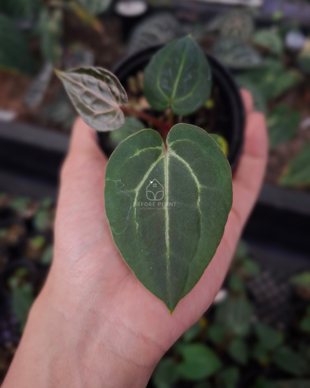 Anthurium Carla Porti NSE x Michelle Variegated