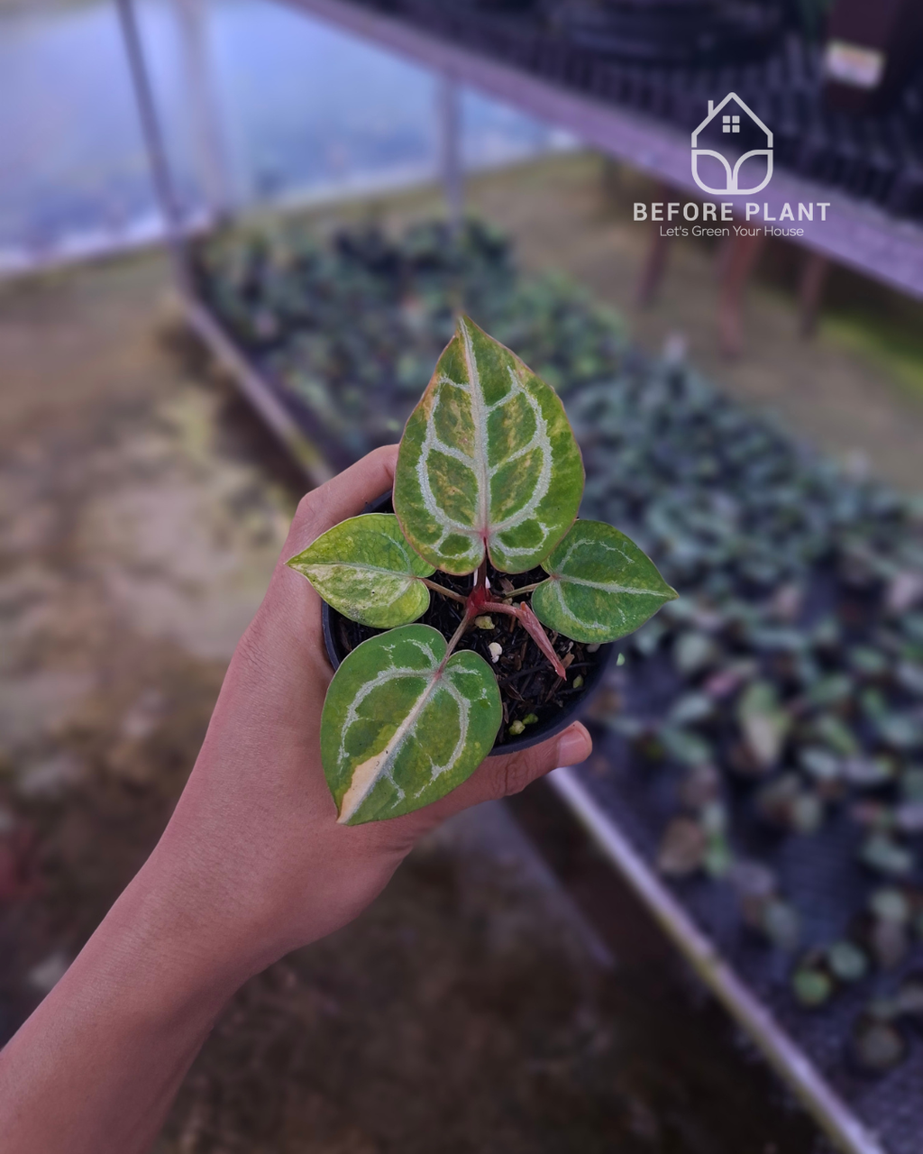Anthurium Red Space x Mojang Geulis