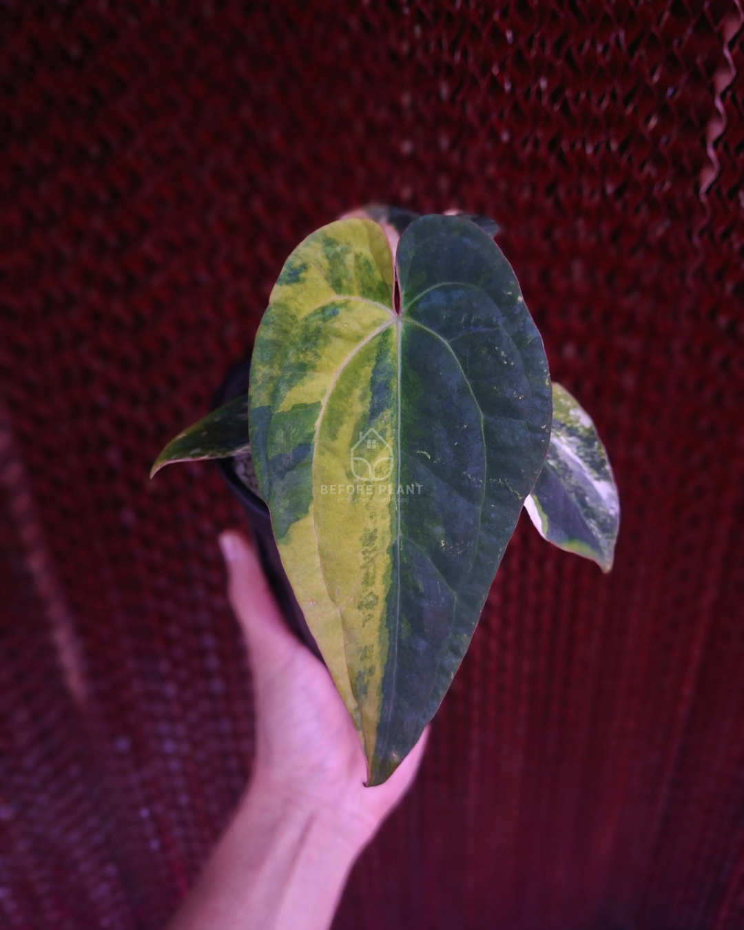 Anthurium Papi Var Magnificum x Night Dragon