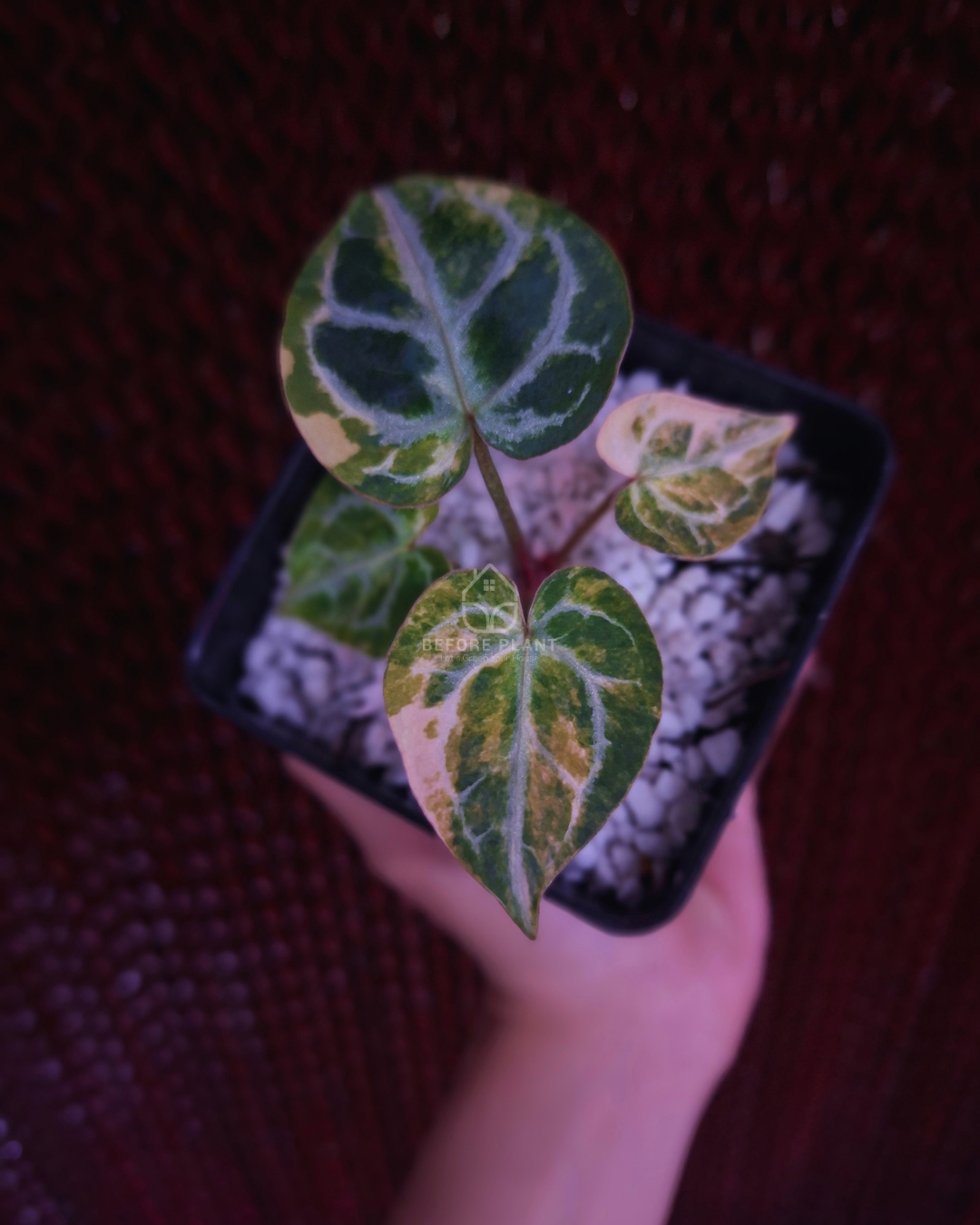Anthurium Magna x Hellboy