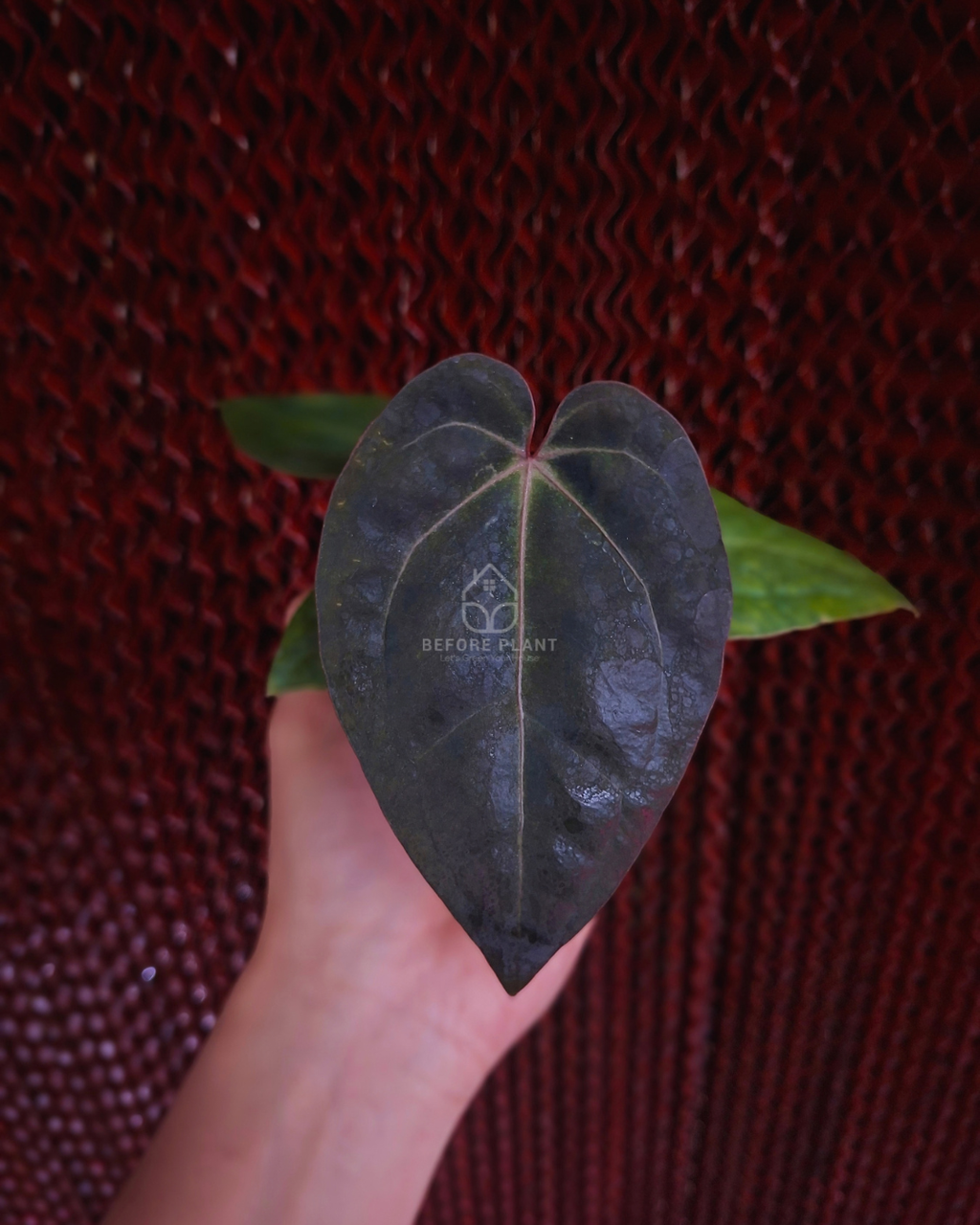 Anthurium Michelle x Papi Var Dressleri