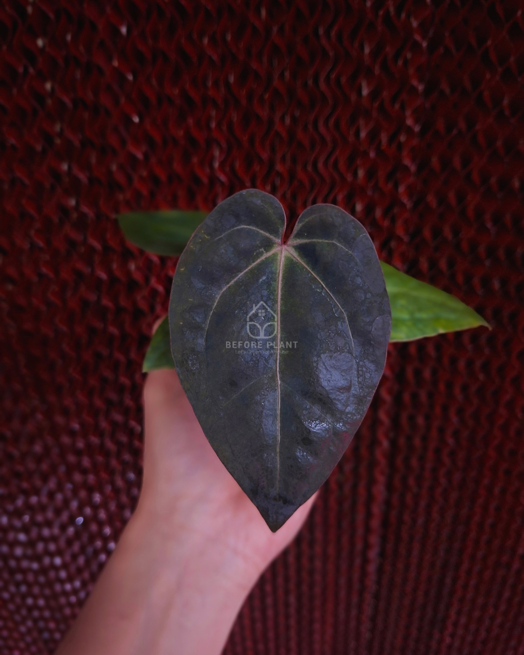 Anthurium Michelle x Papi Var Dressleri