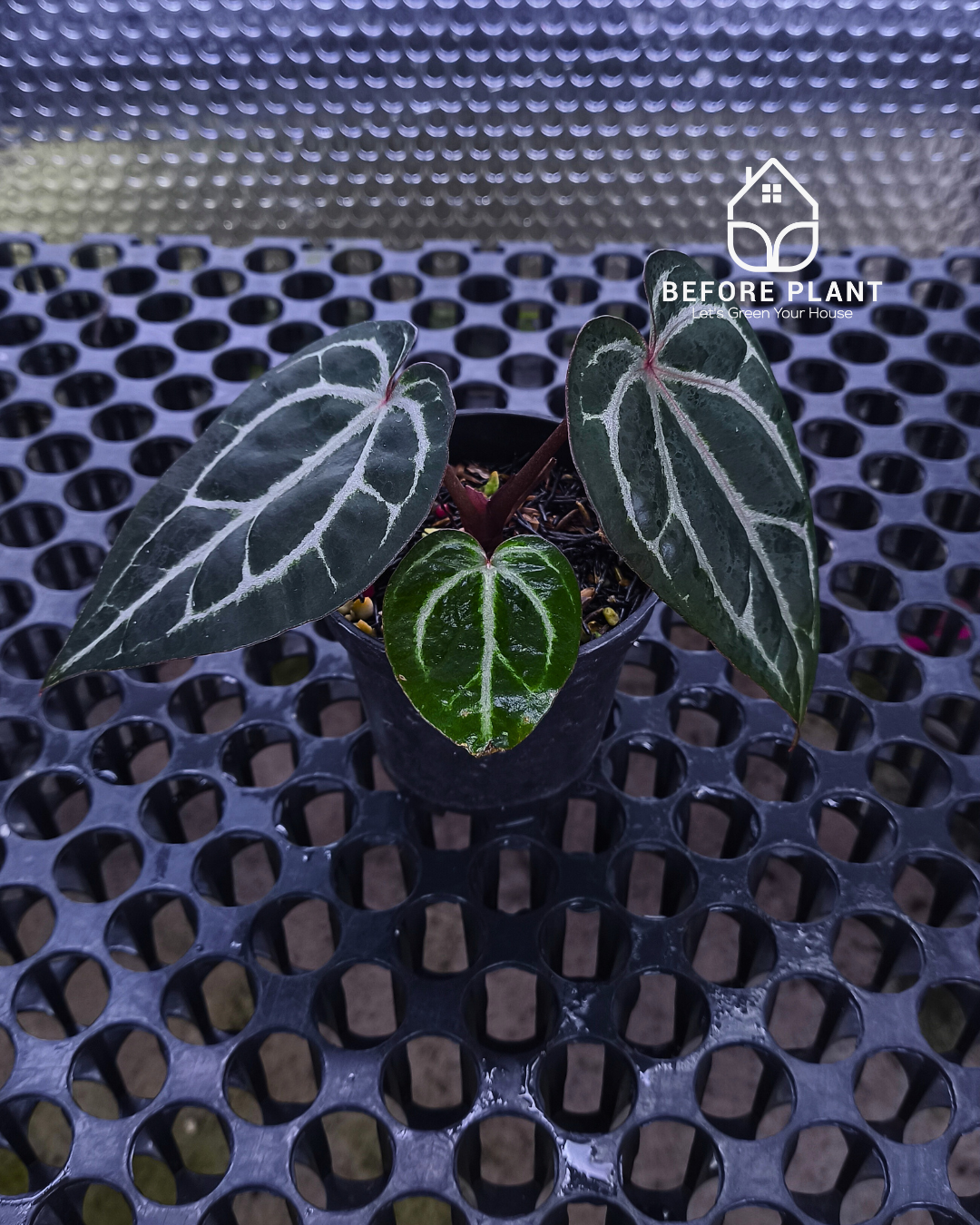 Anthurium Michelle X BVIT ZM RED