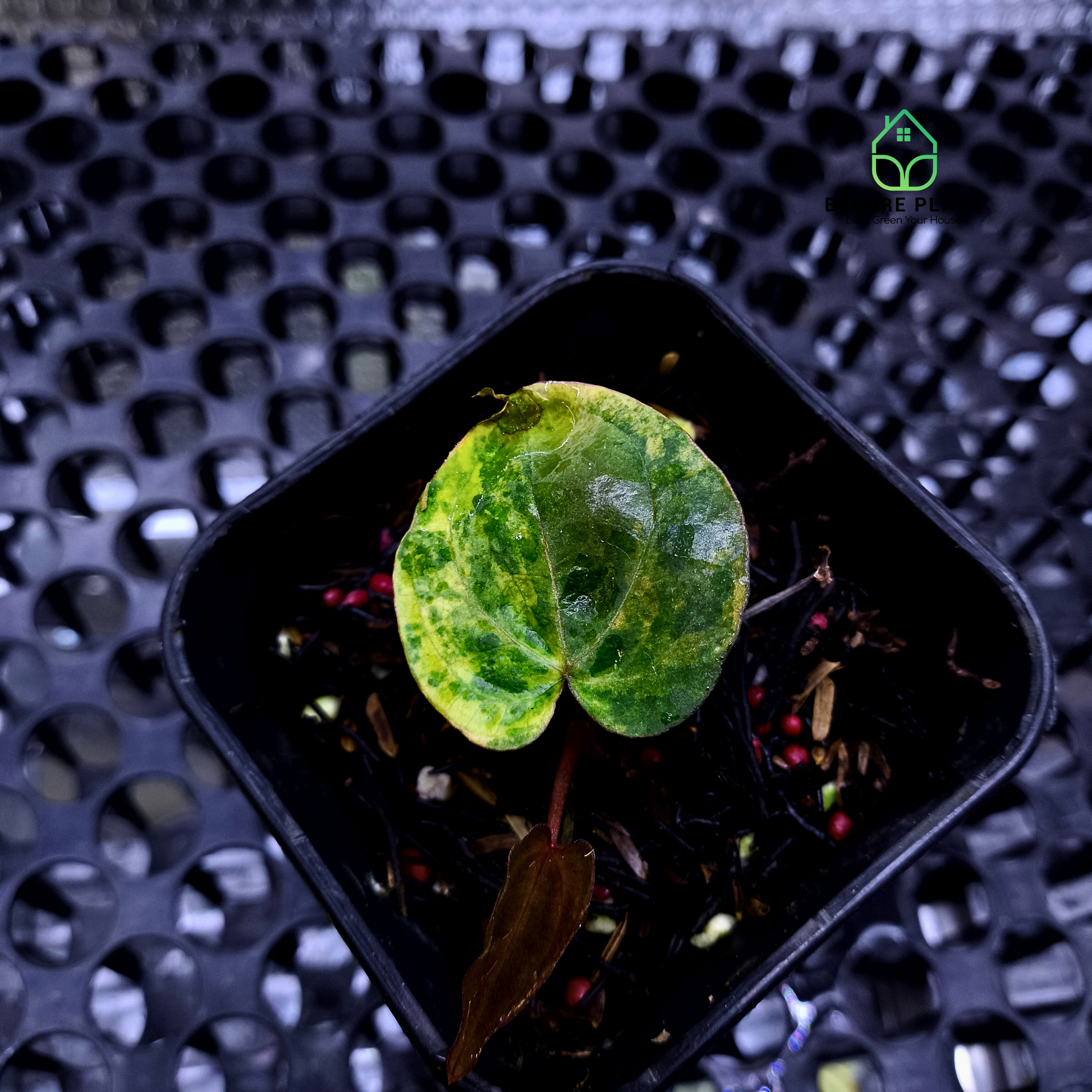 Anthurium Golden Sunrise x Red Vein Dark Phoenix (RVDP)