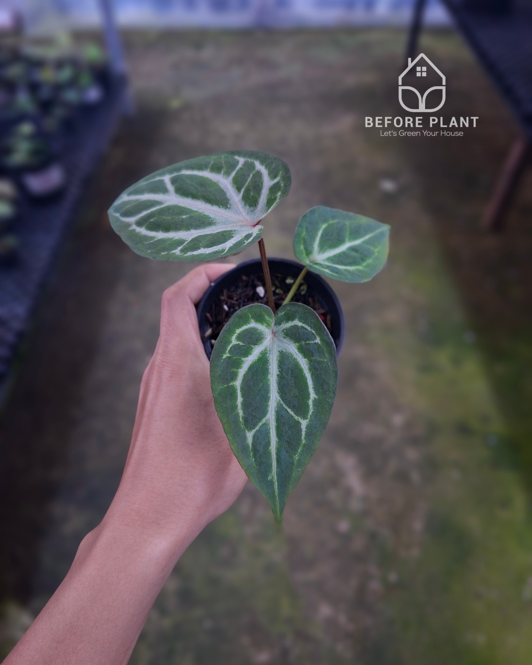 Anthurium Indigo x Silver Butterfly
