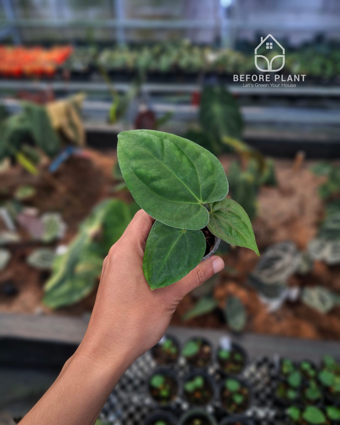 Anthurium Goliath Red Vein Dark Phoenix ( RVDP ) x Self