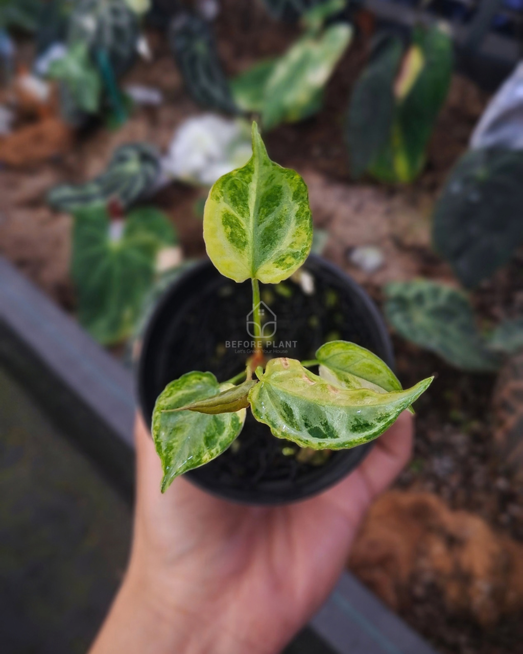 Anthurium Magna x Muchlis RC