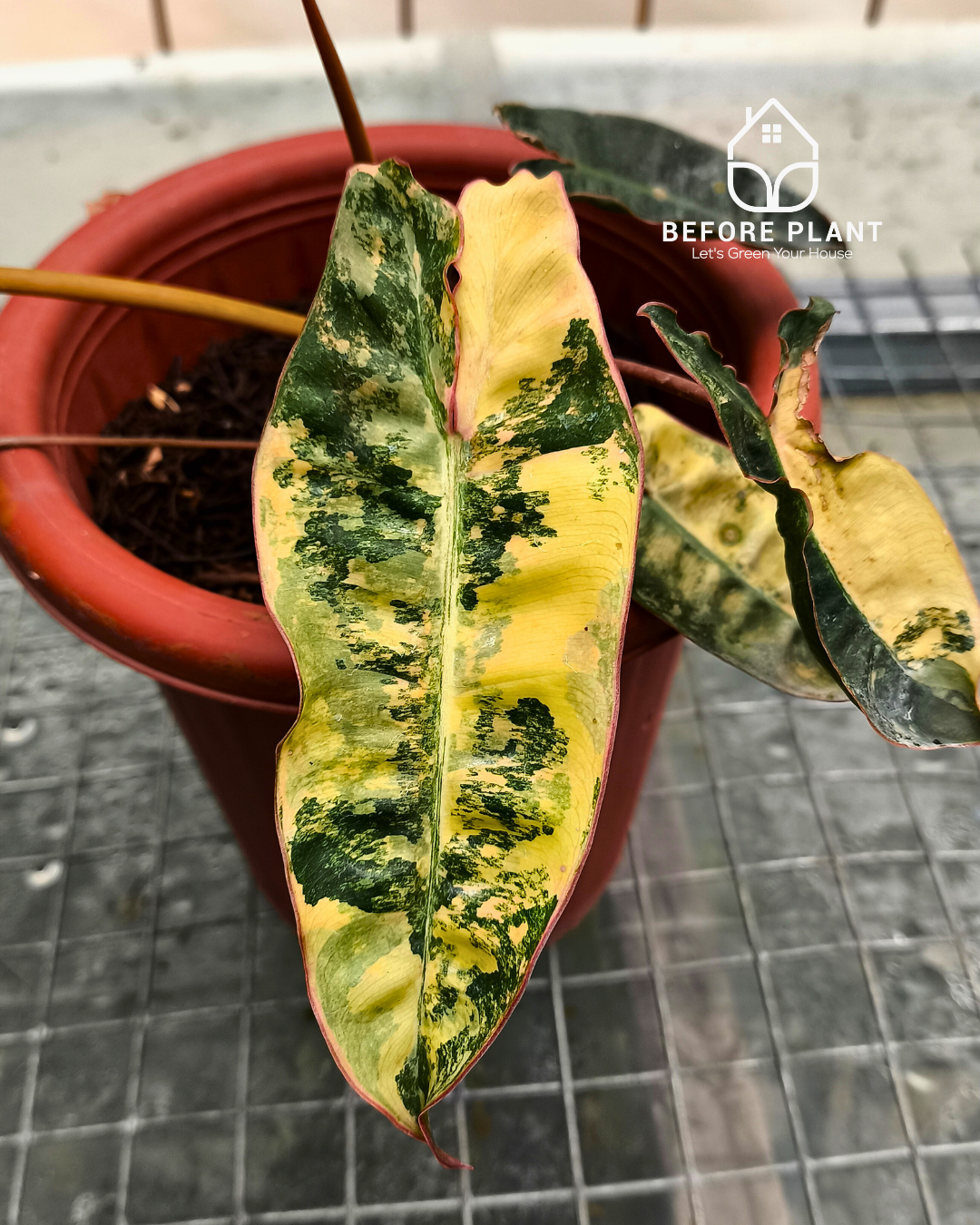 Philodendron Billietiae Variegated