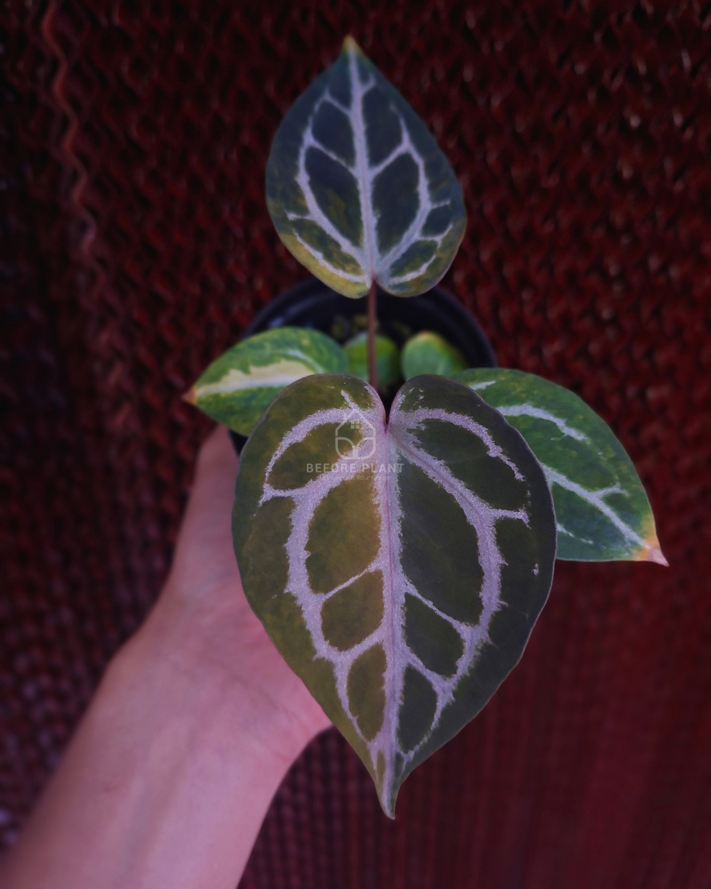 Anthurium Michelle Var x SKG Pink Lemonade Black Widow Michelle