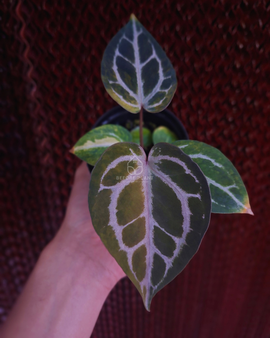 Anthurium Michelle Var x SKG Pink Lemonade Black Widow Michelle