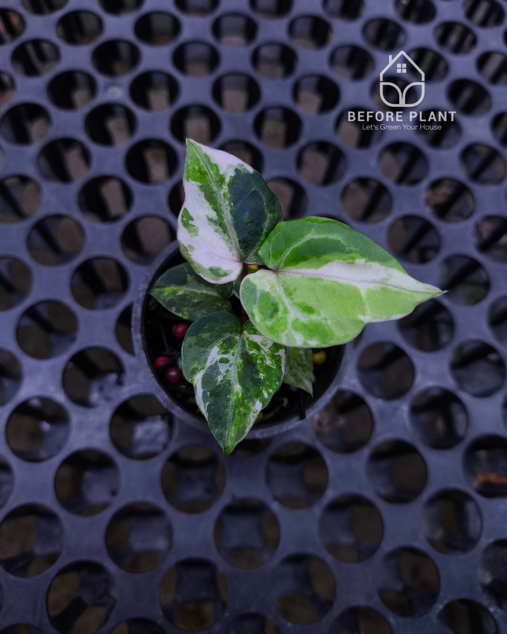 Anthurium Michelle x Silver Blush KOS/HU