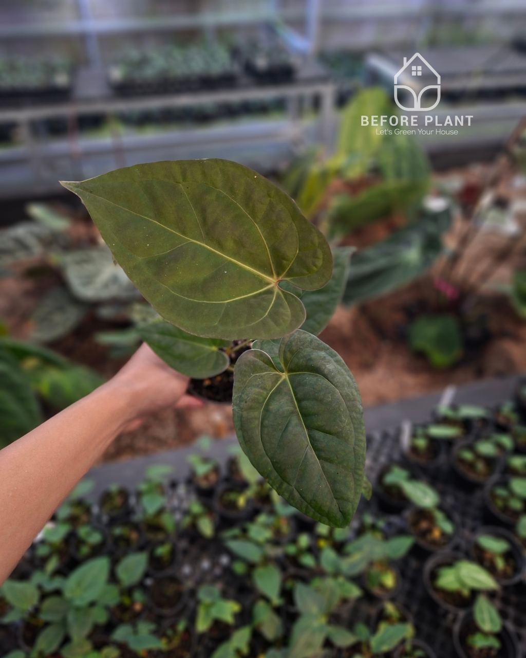 Anthurium Night Queen x Zara Michelle