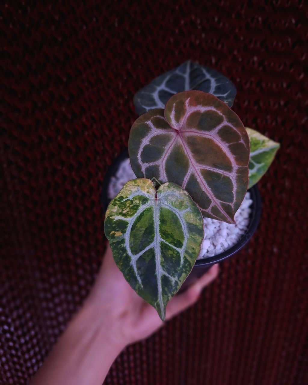 Anthurium Michelle x Silver Blush KOS/HU ( Variegated Form )