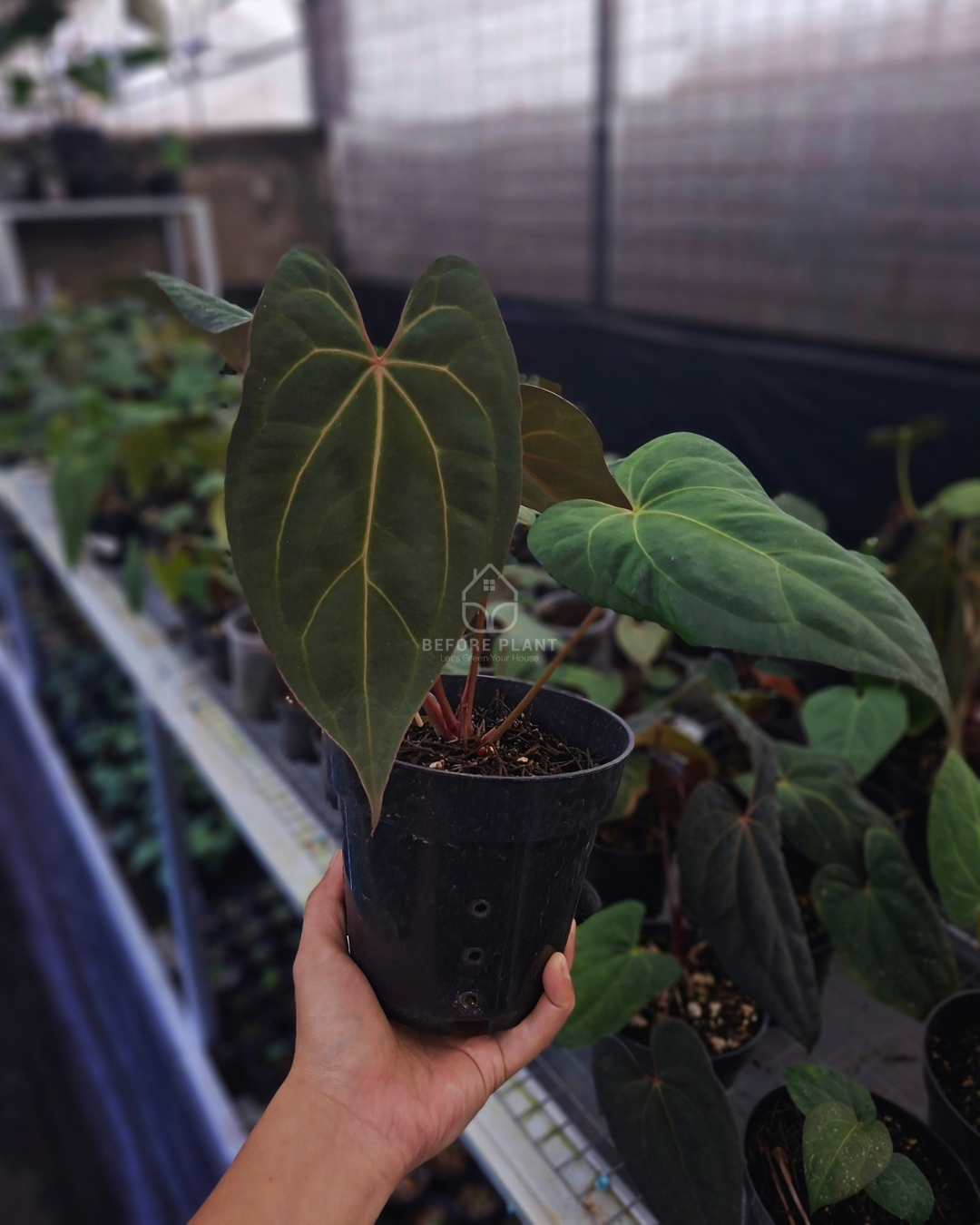 Anthurium Night Queen X Red Crystallinum