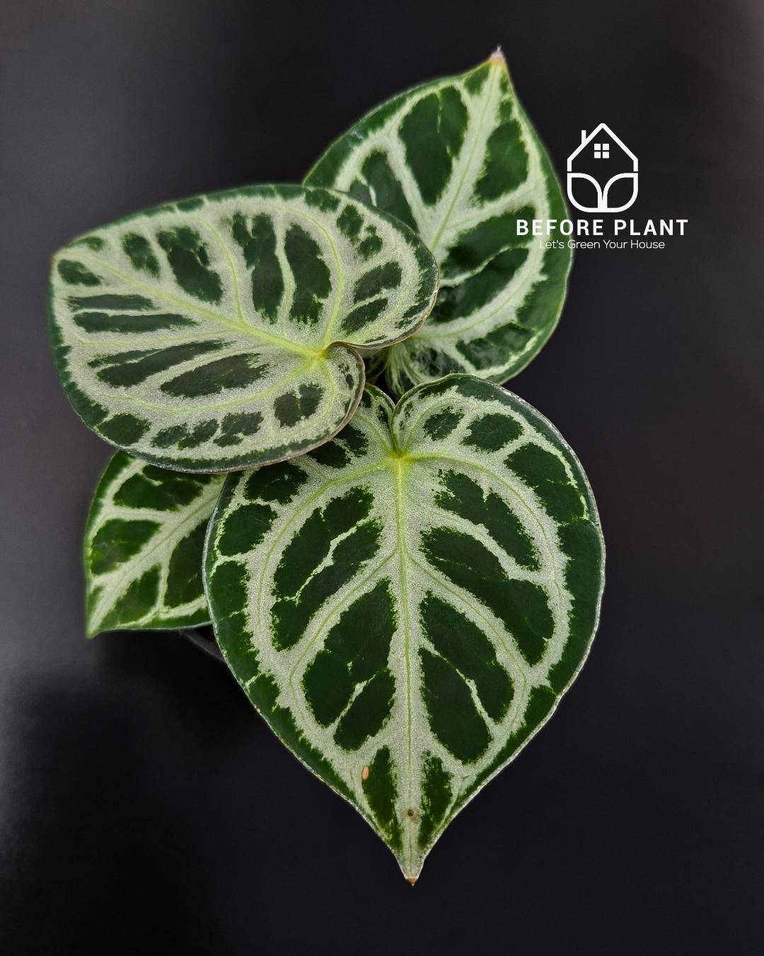 Anthurium Red Tiger
