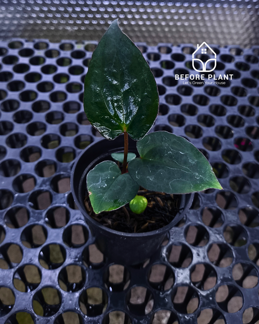 Anthurium Black Venom x Red Vein Dark Phoenix ( RVDP )