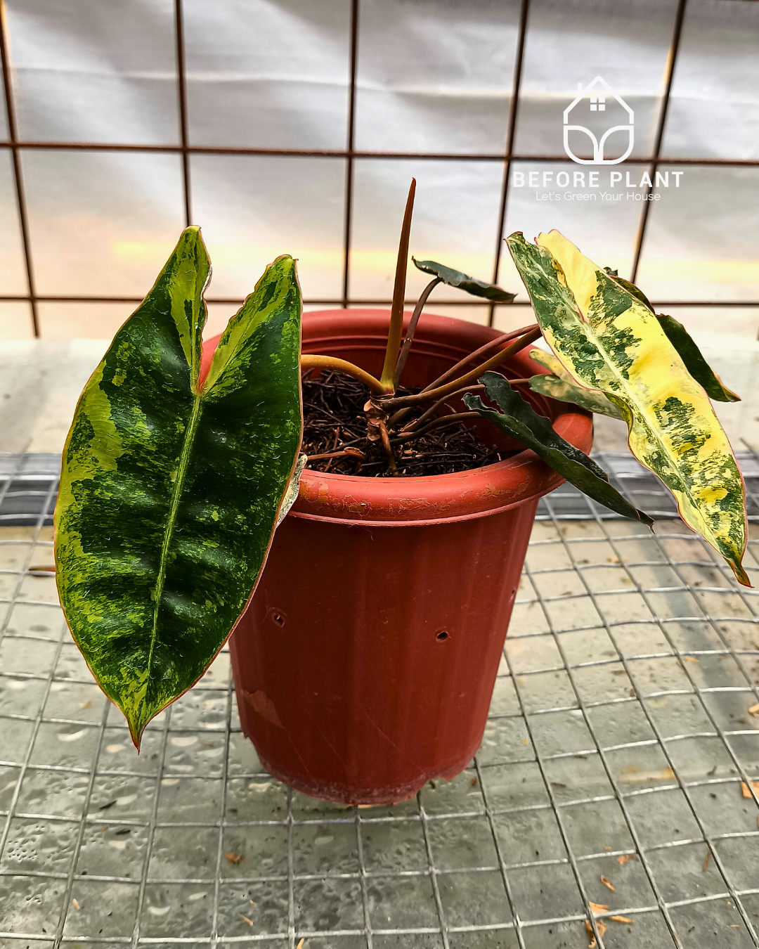 Philodendron Billietiae Variegated