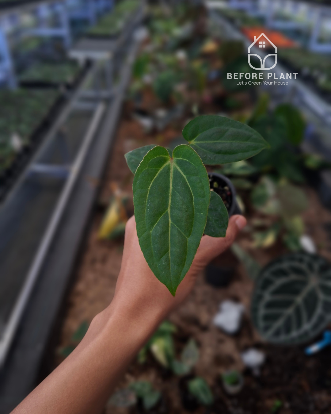 Anthurium Papillilaminum Variegated AOS Tezula x Golden Sunrise RVDP