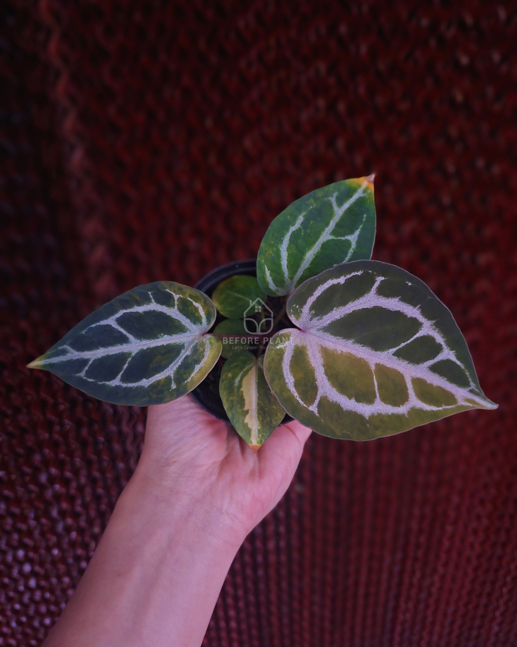 Anthurium Michelle Var x SKG Pink Lemonade Black Widow Michelle