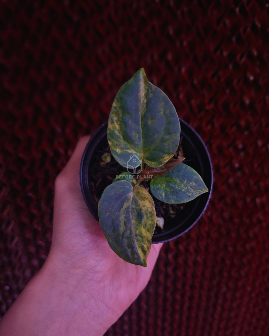 Anthurium Papi Var Dressleri x Michelle Variegated