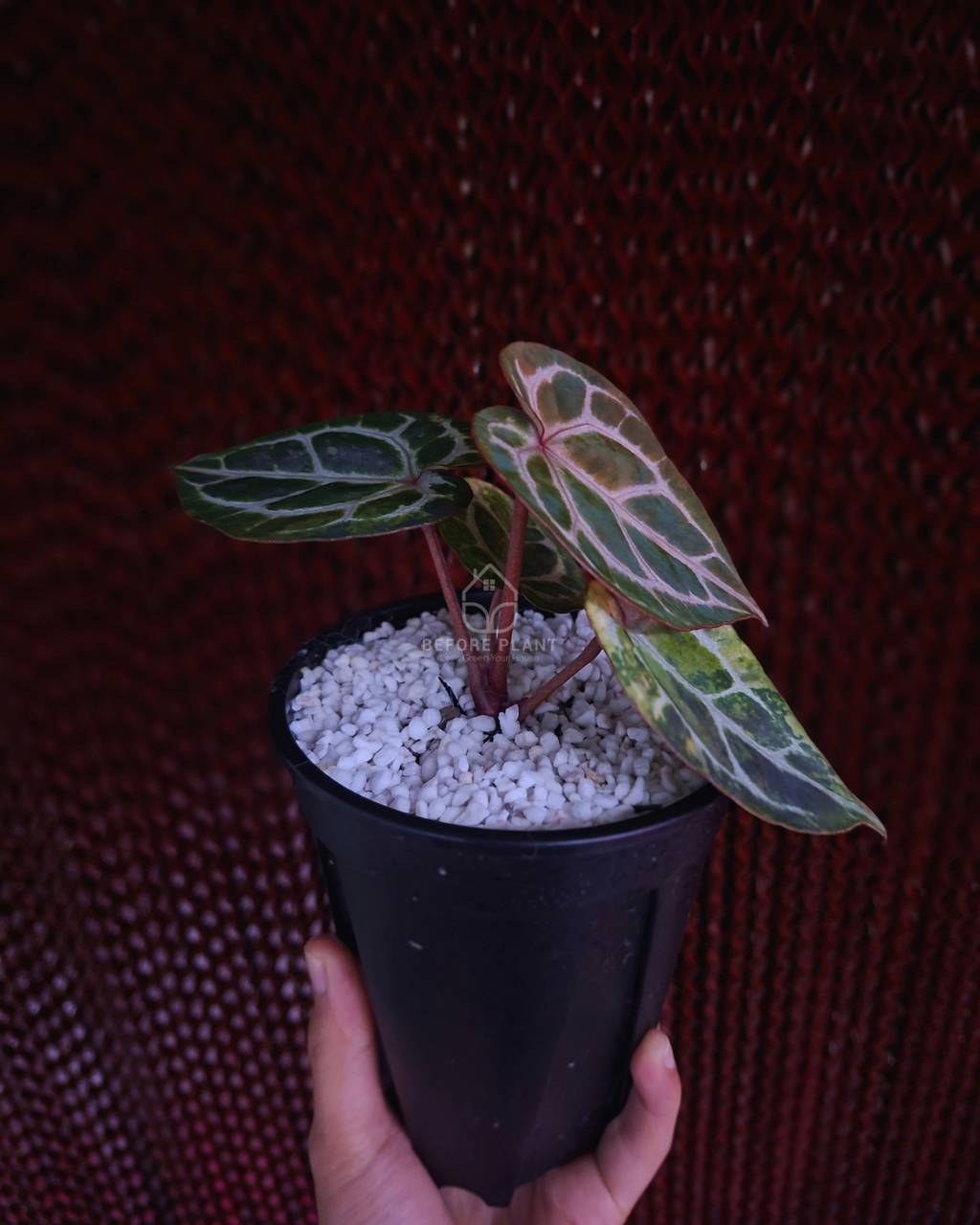 Anthurium Michelle x Silver Blush KOS/HU ( Variegated Form )