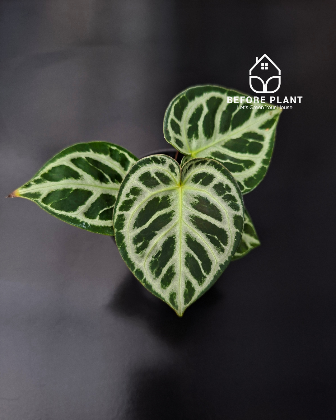 Anthurium Red Tiger