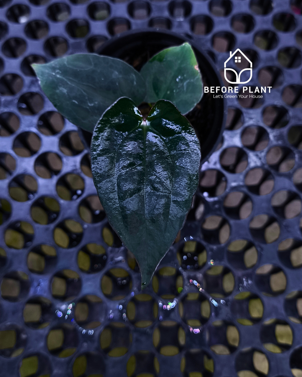 Anthurium Black Venom x Red Vein Dark Phoenix ( RVDP )