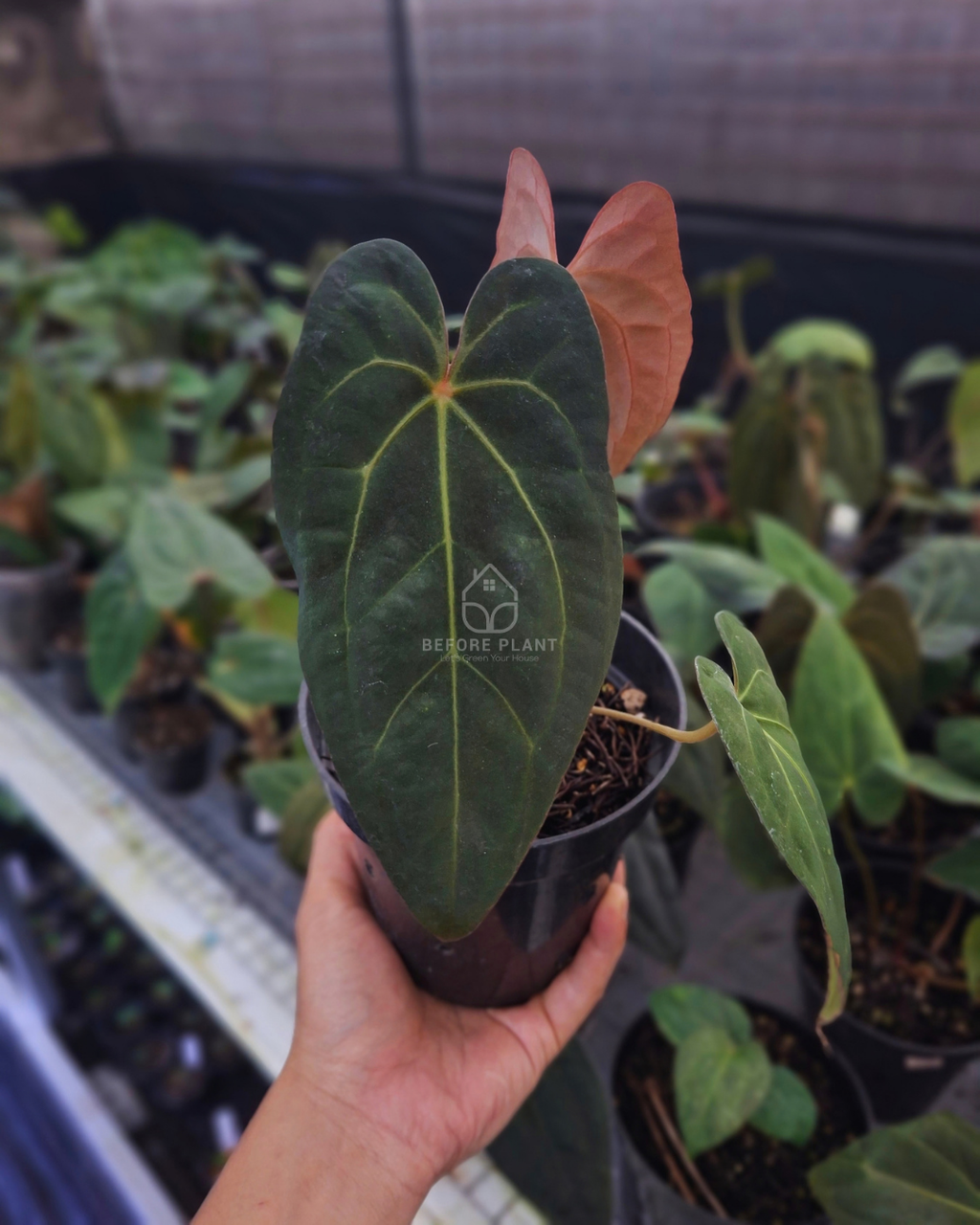 Anthurium Night Queen X Red Crystallinum
