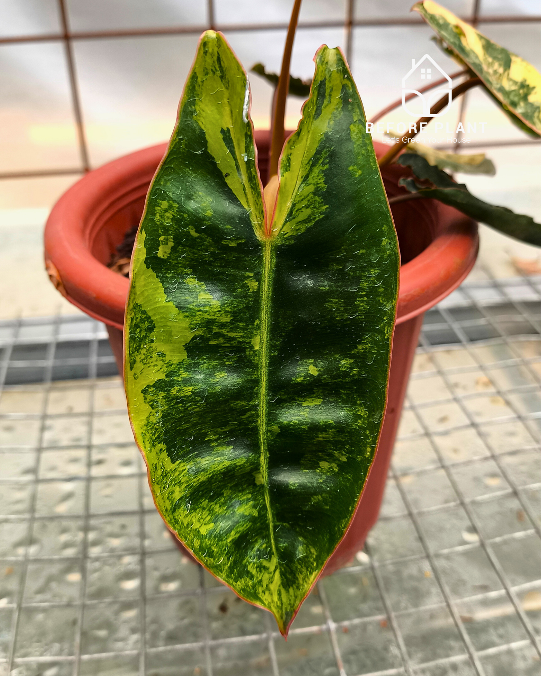 Philodendron Billietiae Variegated
