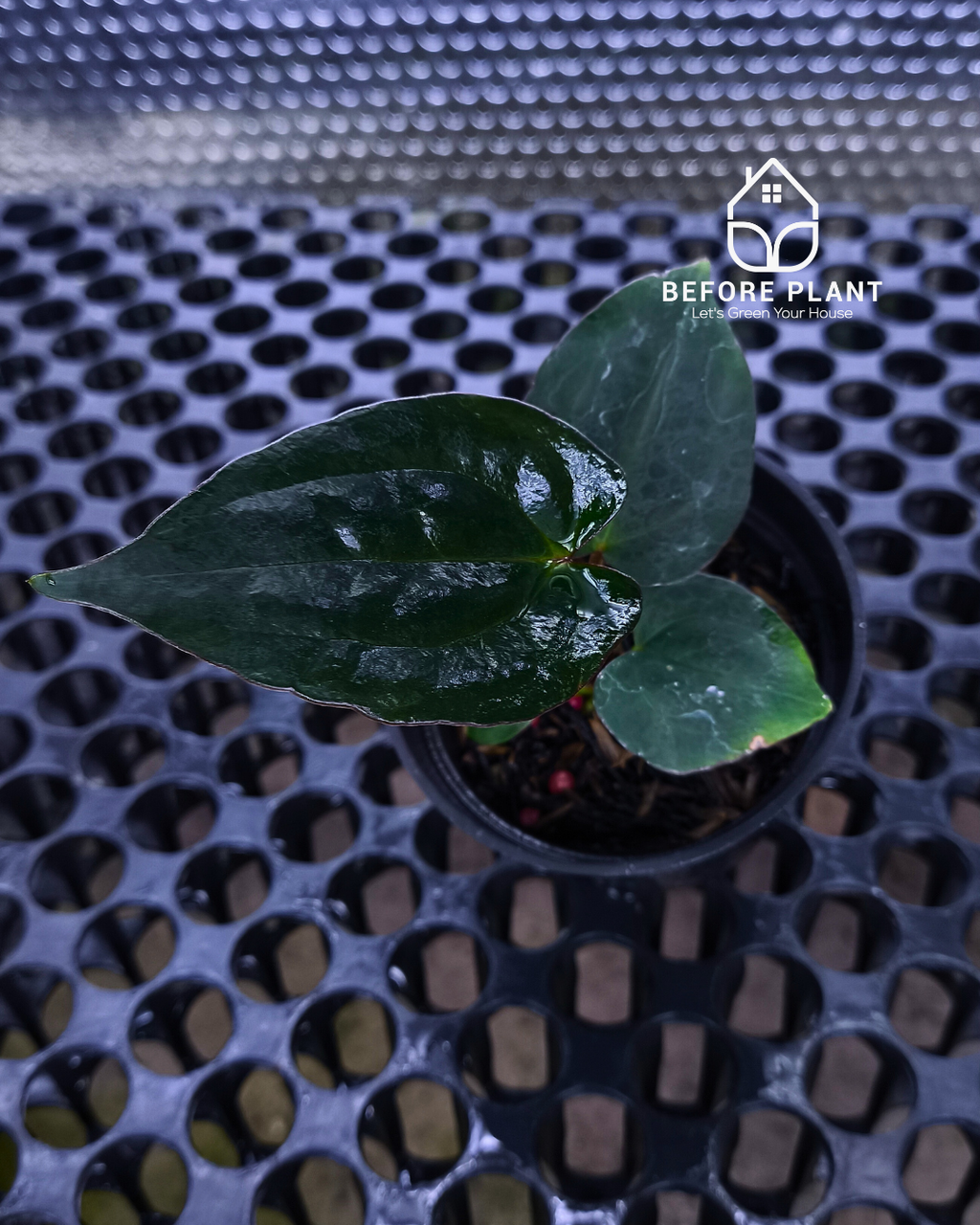 Anthurium Black Venom x Red Vein Dark Phoenix ( RVDP )