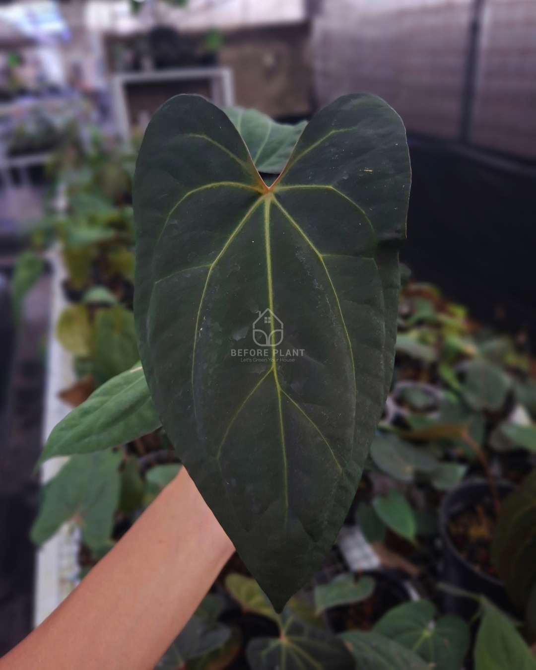Anthurium Night Queen X Red Crystallinum