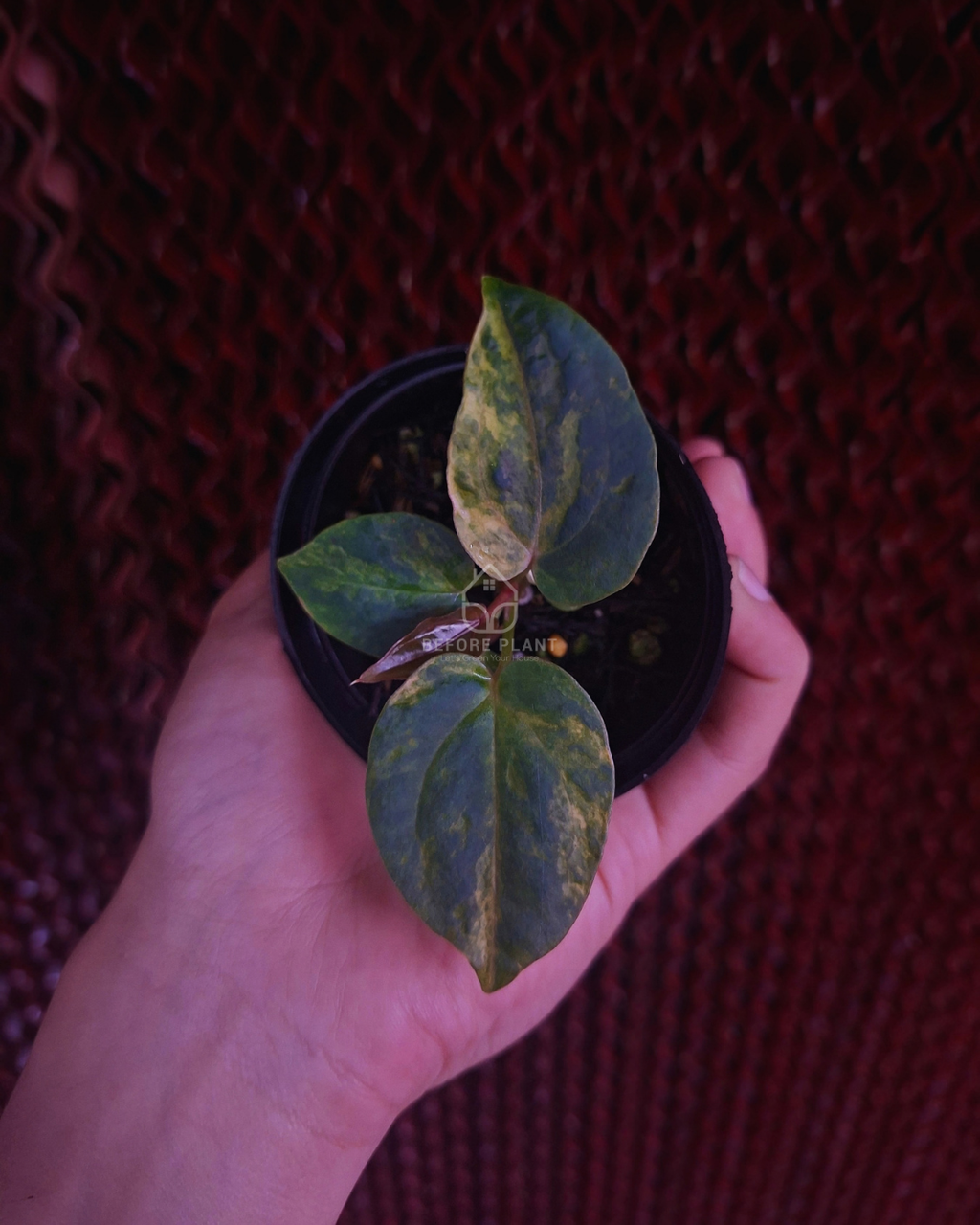 Anthurium Papi Var Dressleri x Michelle Variegated