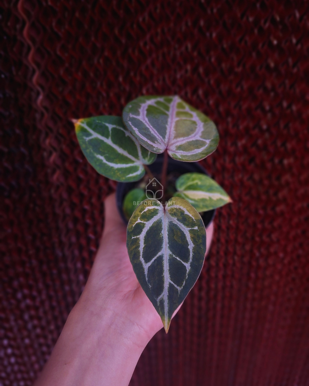 Anthurium Michelle Var x SKG Pink Lemonade Black Widow Michelle