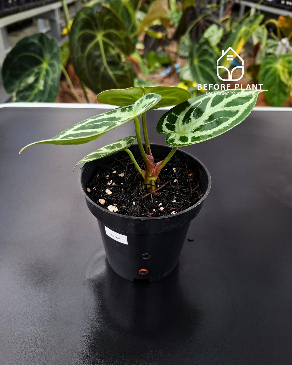 Anthurium Red Tiger